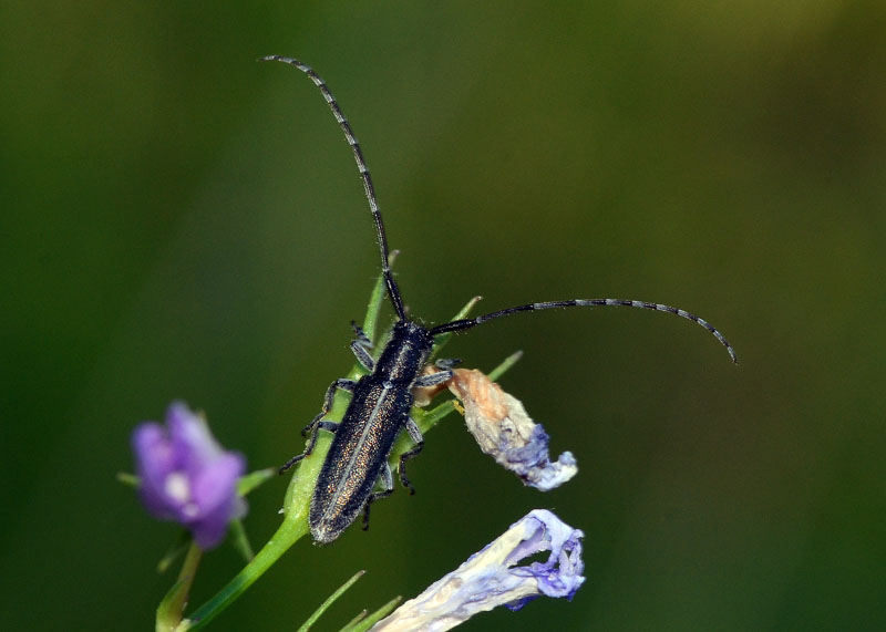 Cerambycidae gen Agapanthia